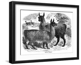 Alpaca Sheep, C1880-J C-Framed Giclee Print