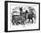 Alpaca Sheep, C1880-J C-Framed Giclee Print