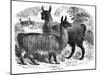 Alpaca Sheep, C1880-J C-Mounted Giclee Print