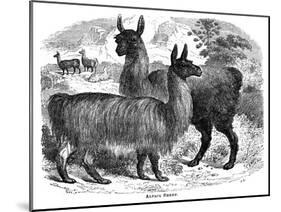 Alpaca Sheep, C1880-J C-Mounted Giclee Print