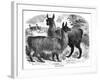 Alpaca Sheep, C1880-J C-Framed Giclee Print