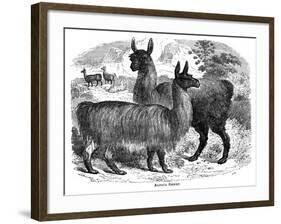 Alpaca Sheep, C1880-J C-Framed Giclee Print