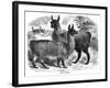 Alpaca Sheep, C1880-J C-Framed Giclee Print