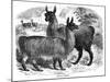 Alpaca Sheep, C1880-J C-Mounted Giclee Print