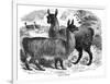 Alpaca Sheep, C1880-J C-Framed Giclee Print