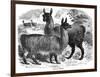 Alpaca Sheep, C1880-J C-Framed Giclee Print