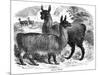 Alpaca Sheep, C1880-J C-Mounted Giclee Print