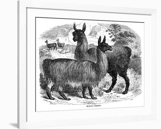 Alpaca Sheep, C1880-J C-Framed Giclee Print