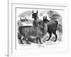 Alpaca Sheep, C1880-J C-Framed Giclee Print