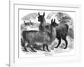 Alpaca Sheep, C1880-J C-Framed Giclee Print