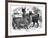 Alpaca Sheep, C1880-J C-Framed Giclee Print