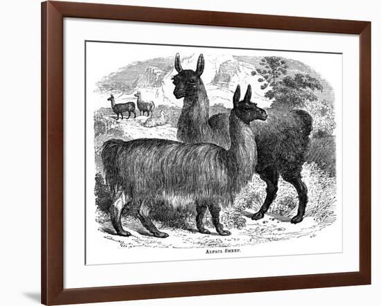 Alpaca Sheep, C1880-J C-Framed Giclee Print