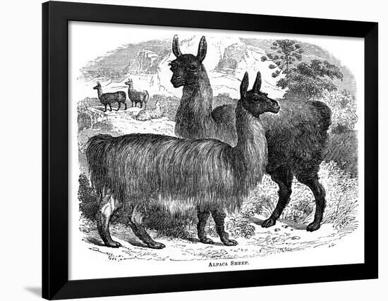 Alpaca Sheep, C1880-J C-Framed Giclee Print