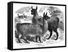 Alpaca Sheep, C1880-J C-Framed Stretched Canvas