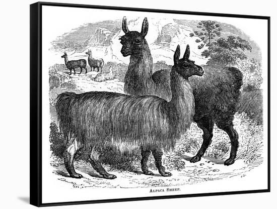 Alpaca Sheep, C1880-J C-Framed Stretched Canvas