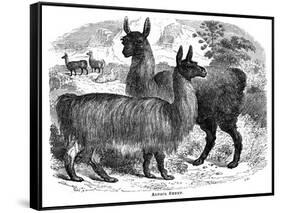 Alpaca Sheep, C1880-J C-Framed Stretched Canvas