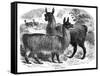 Alpaca Sheep, C1880-J C-Framed Stretched Canvas