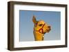 Alpaca, Vicugna Pacos Amaru-Hans-Joachim Schneider-Framed Photographic Print