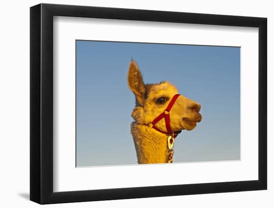 Alpaca, Vicugna Pacos Amaru-Hans-Joachim Schneider-Framed Photographic Print