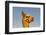 Alpaca, Vicugna Pacos Amaru-Hans-Joachim Schneider-Framed Photographic Print