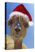 Alpaca Wearing Christmas Hat-null-Stretched Canvas