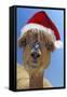 Alpaca Wearing Christmas Hat-null-Framed Stretched Canvas