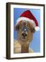 Alpaca Wearing Christmas Hat-null-Framed Premium Photographic Print