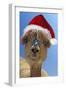 Alpaca Wearing Christmas Hat-null-Framed Premium Photographic Print