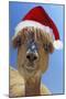 Alpaca Wearing Christmas Hat-null-Mounted Premium Photographic Print