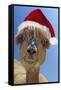 Alpaca Wearing Christmas Hat-null-Framed Stretched Canvas