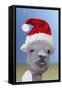 Alpaca Wearing Christmas Hat-null-Framed Stretched Canvas