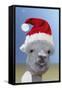 Alpaca Wearing Christmas Hat-null-Framed Stretched Canvas