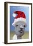 Alpaca Wearing Christmas Hat-null-Framed Premium Photographic Print