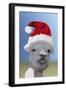 Alpaca Wearing Christmas Hat-null-Framed Premium Photographic Print