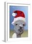 Alpaca Wearing Christmas Hat-null-Framed Premium Photographic Print