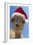 Alpaca Wearing Christmas Hat-null-Framed Photographic Print