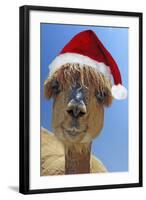 Alpaca Wearing Christmas Hat-null-Framed Photographic Print