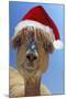 Alpaca Wearing Christmas Hat-null-Mounted Photographic Print