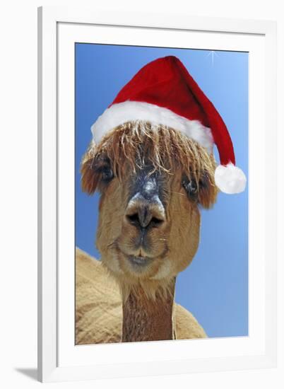 Alpaca Wearing Christmas Hat-null-Framed Photographic Print