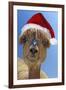 Alpaca Wearing Christmas Hat-null-Framed Photographic Print