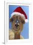 Alpaca Wearing Christmas Hat-null-Framed Photographic Print