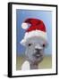 Alpaca Wearing Christmas Hat-null-Framed Photographic Print