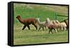 Alpaca-meunierd-Framed Stretched Canvas