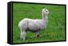 Alpaca-Lakeview Images-Framed Stretched Canvas