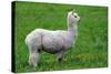 Alpaca-Lakeview Images-Stretched Canvas