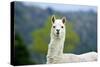 Alpaca-Lakeview Images-Stretched Canvas