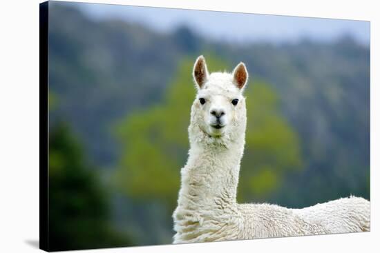 Alpaca-Lakeview Images-Stretched Canvas