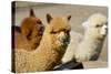 Alpaca-meunierd-Stretched Canvas