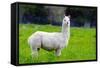 Alpaca-Lakeview Images-Framed Stretched Canvas