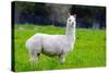 Alpaca-Lakeview Images-Stretched Canvas